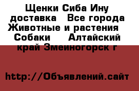 Щенки Сиба Ину доставка - Все города Животные и растения » Собаки   . Алтайский край,Змеиногорск г.